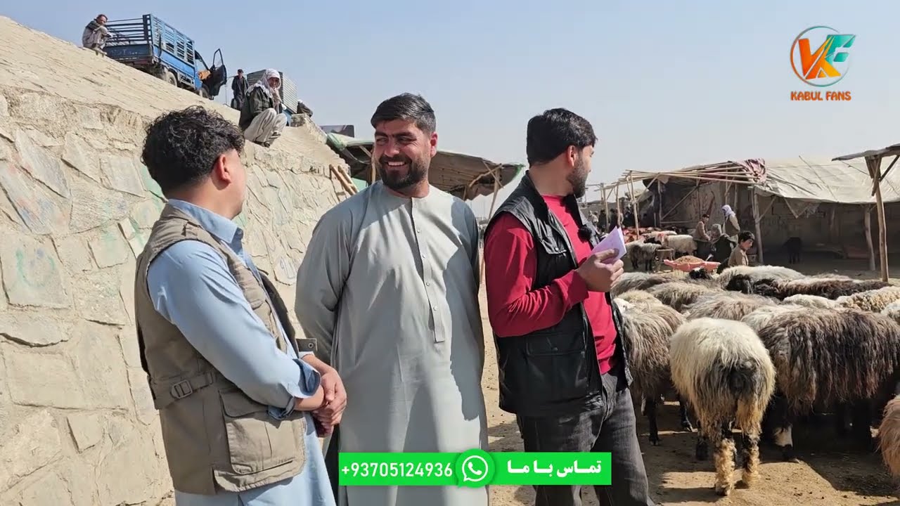 توزیع گوشت گوسفند برای هموطنان عزیز ما