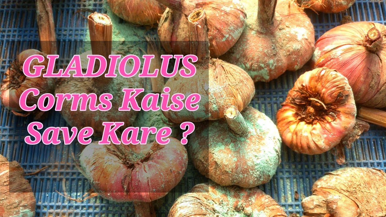 GLADIOLUS ke CORMS ya BULBS ko Kaise Save Kare ?