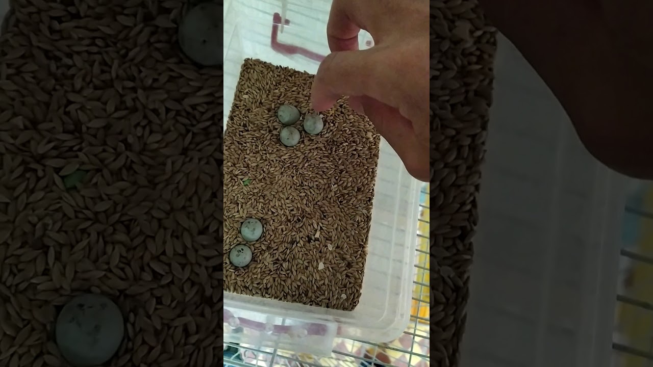 كيفية تبديل بيض طائر الكناري ببيض بلاستيكي