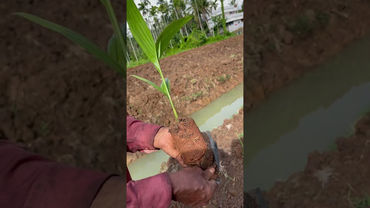 Areca nut tree planting #farming #trending #trees #vazha #kerala #trend #travel