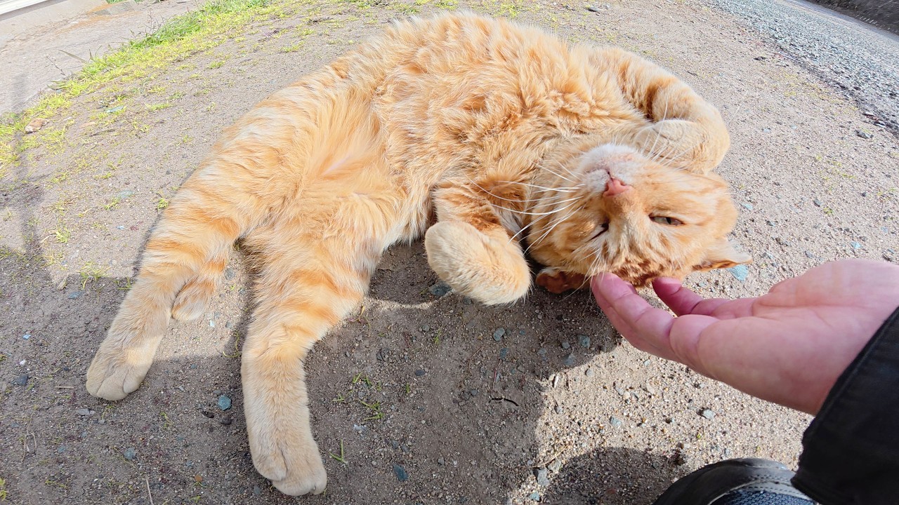 Кот с усами громко жалуется на кота со сложенными ушами.