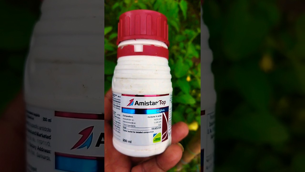 Amistar top syngenta |  Amistar top fungicide | #short #shorts #trending #viral