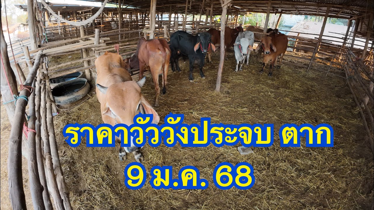 ราคาวัวเข้าขุนตลาดนัดโค กระบือวังประจบ ตาก การซื้อขายดีมากๆในรอบหลายปี ( 9 มกราคม 2568 )