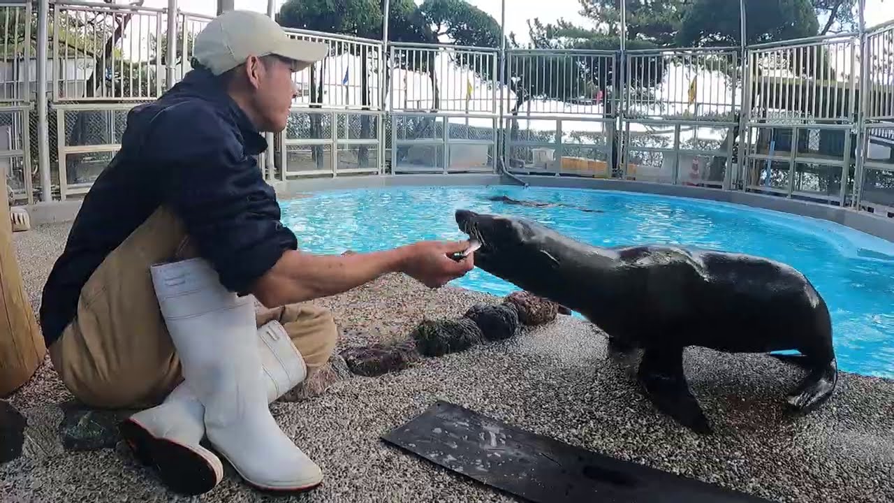 〇はじめてのオットセイ〇