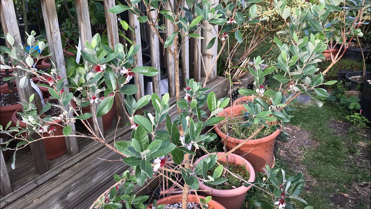 FEIJOA, an exotic sub-tropical that CAN grow in a cool temperate climate and why you MUST have a go