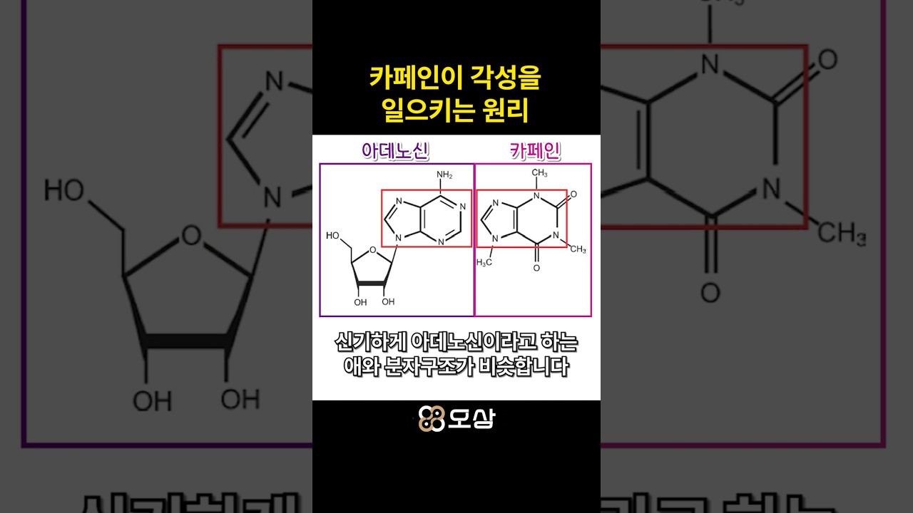 카페인의 각성 효과의 진실 #shorts