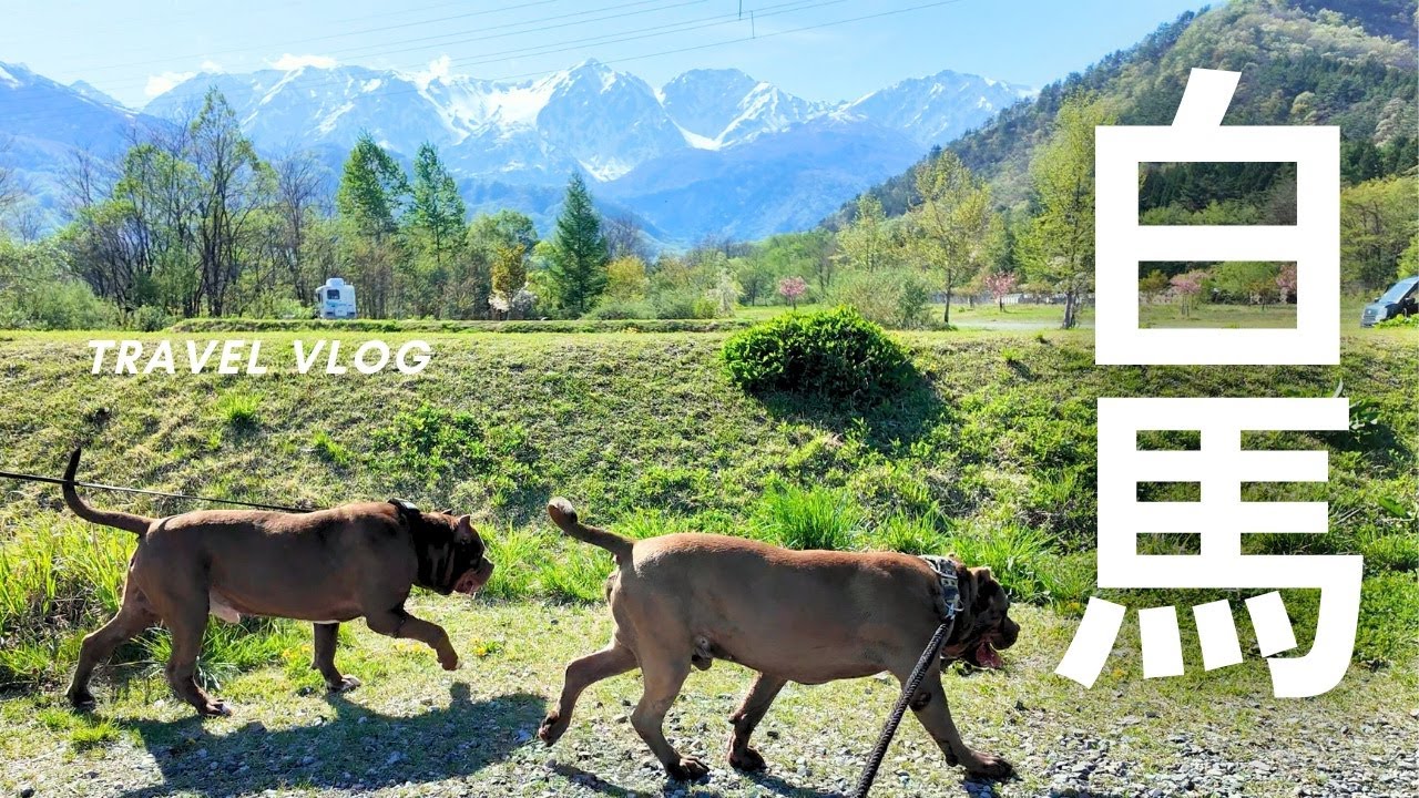 【犬連れ車中泊旅】長野県白馬村 北アルプスの絶景の中で愛犬と遊んできました！