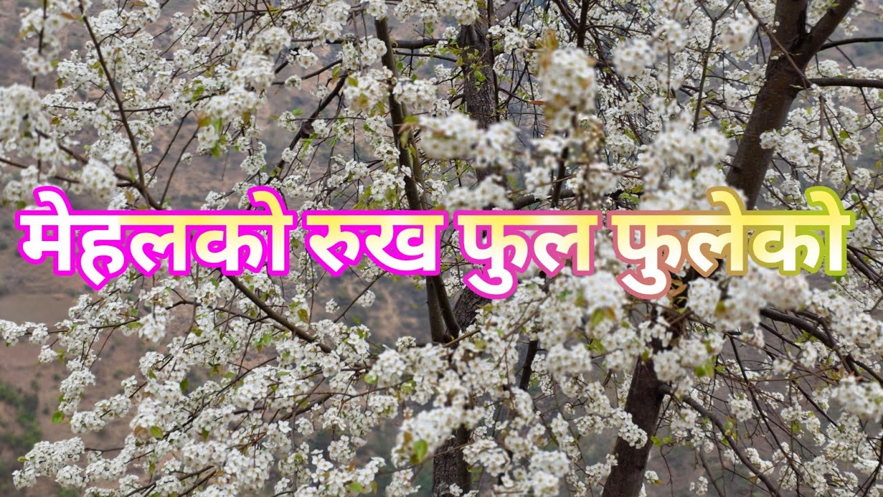 Flower Blooming Season Mesmerizing Breathtaking View|मेहल फुलेकाे मनाेहर दृश्य||Nepali Rover|||