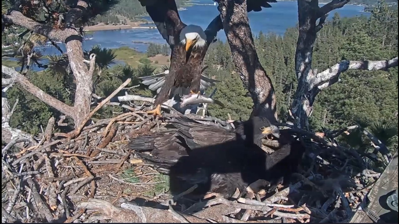 Happy Father's Day! See Shadow's Fish Delivery Compilation - Slow Mo| 6.21.26