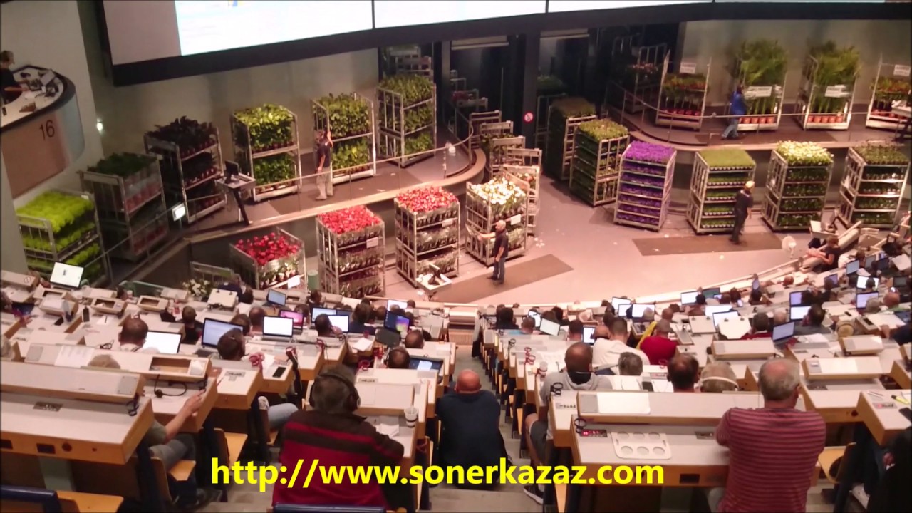 Royal FloraHolland Flower Auction (Royal FloraHolland Çiçek Mezatı)