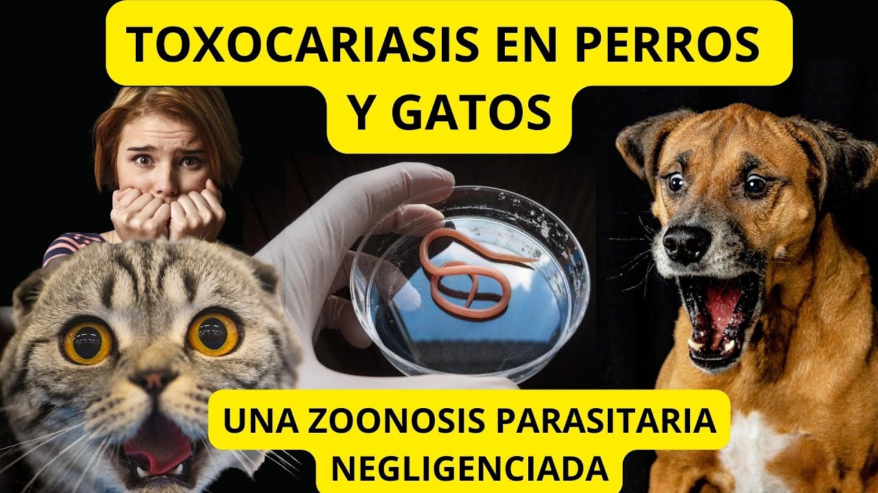Una Zoonosis Causada por Parásitos de Perros y Gatos - Toxocariasis - Prevalente y Negligenciada
