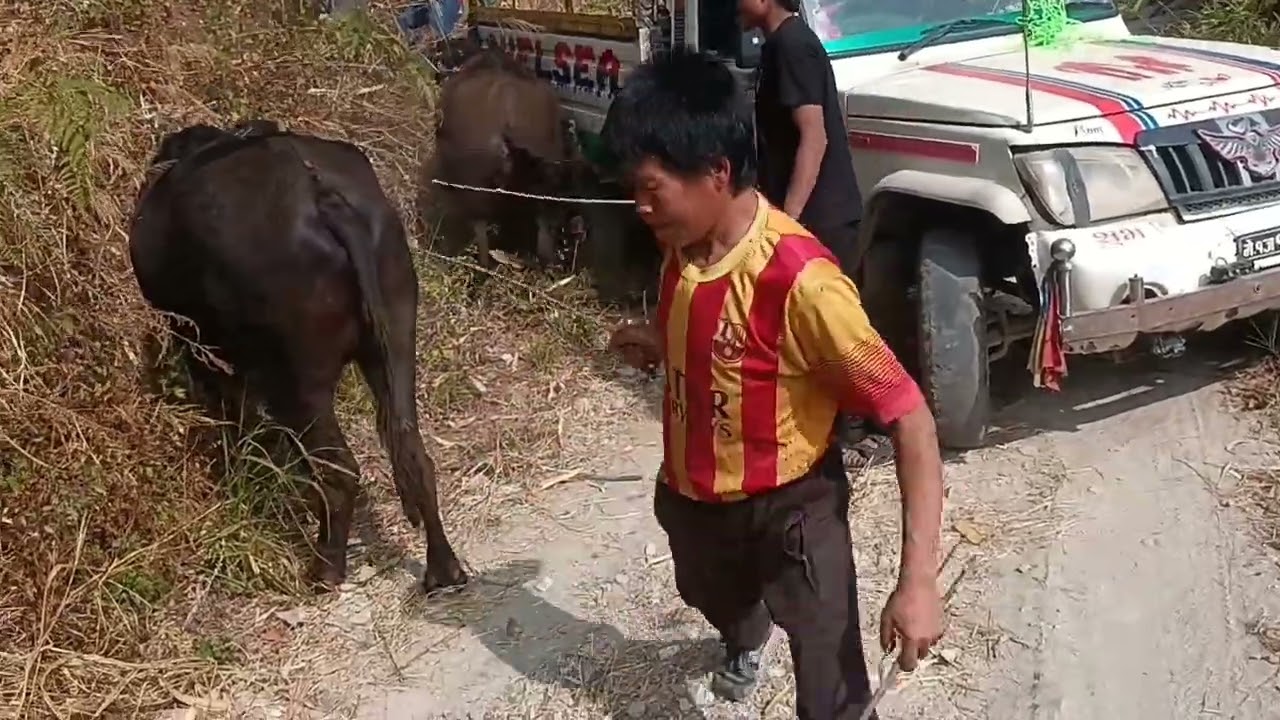गाउले भैसीहरु गाडी चढदै