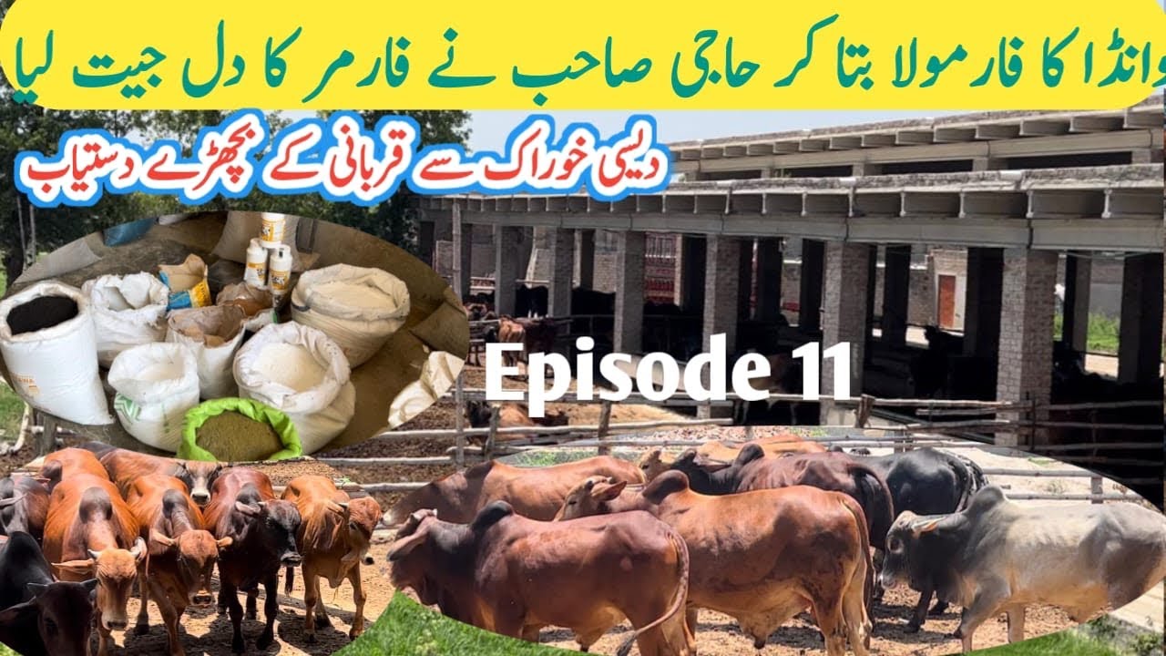 Big Announcement Haji Ashiq Bachra Farm in Pakistan