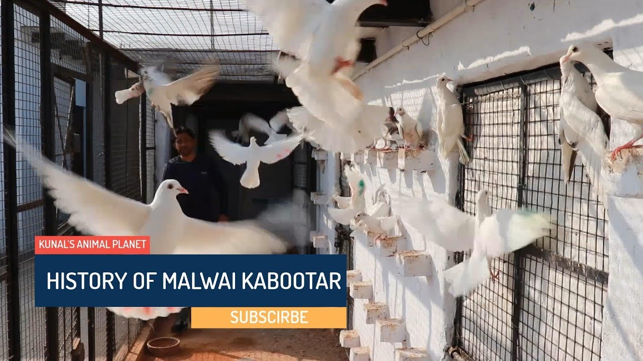 HISTORY OF MALWAI KABOOTAR !!!! मलवई कबूतर का इतिहास