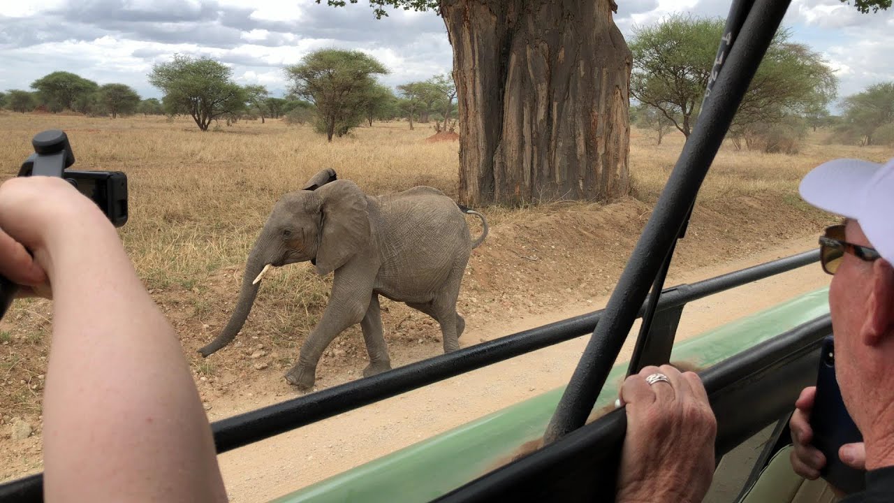 Baby elephant roaring around