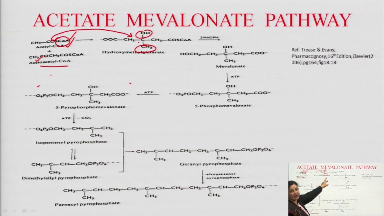 Acetate Pathways