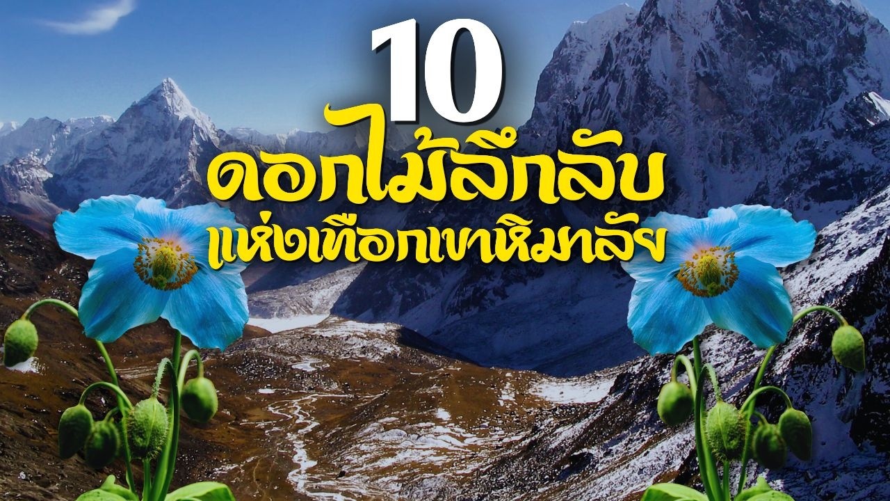 10 ดอกไม้ลึกลับแห่งเทือกเขาหิมาลัย