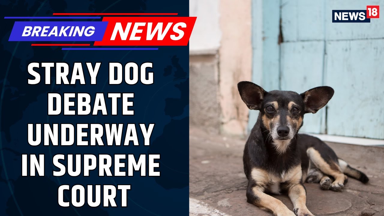 Supreme Court Takes Up Stray Dog Menace | States File Compliance Reports | SC Hearing | News18