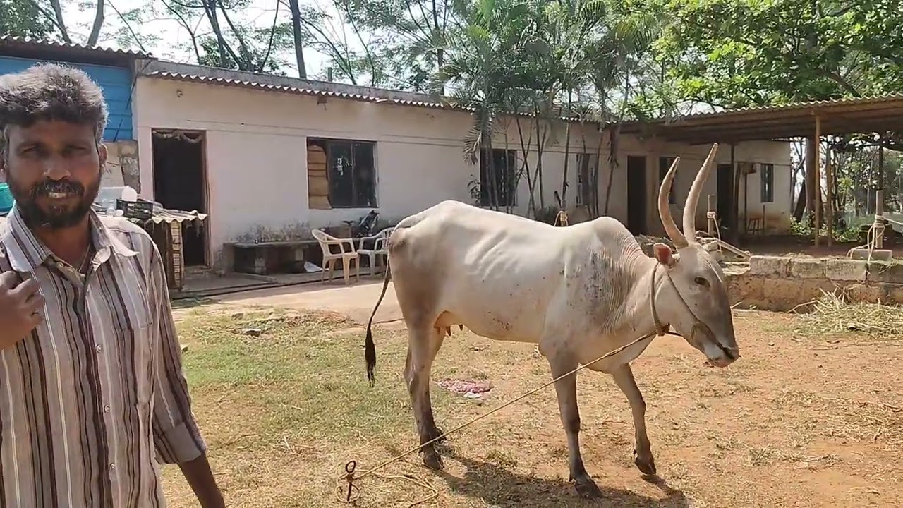 ಭಯಾನಕವಾಗಿ ಏರುತ್ತಿರುವ ಹಳ್ಳಿಕಾರ್ ದನಗಳ ಬೆಲೆಗಳ ಬಗ್ಗೆ ಮುಕ್ತವಾಗಿ ಮಾತನಾಡಿದ್ದಾರೆ ಬಸ್ತಿ ವೆಂಕಟೇಶ್!!