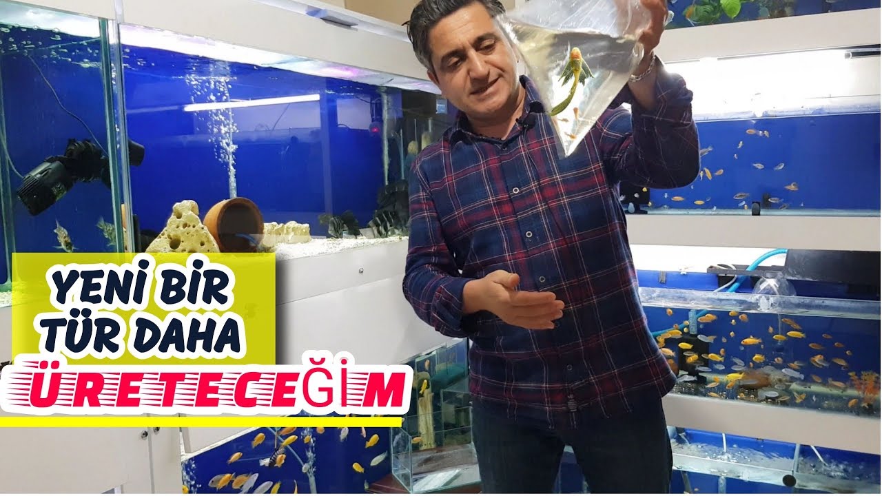D&Uuml;NYANIN EN &Ouml;ZEL T&Uuml;RLERİNDEN  L144 T&Uuml;L VATOZ, akvaryum balıkları
