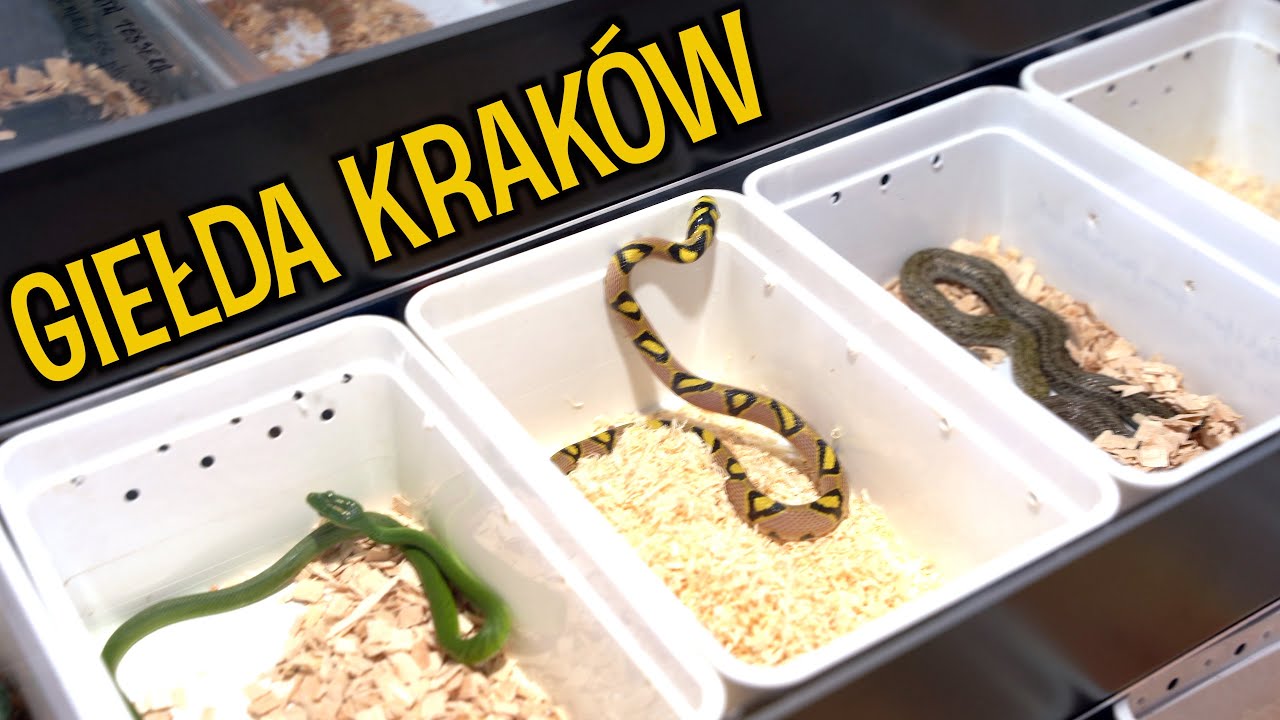 Luźna relacja z (Krakowskich) Targ&oacute;w Terrarystycznych #2
