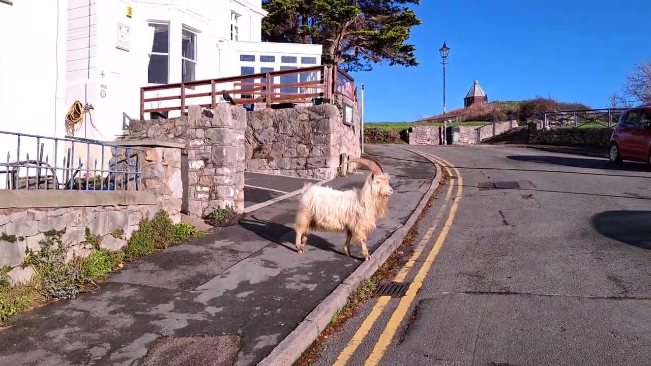 WALKING 19 GOATS 🐐 