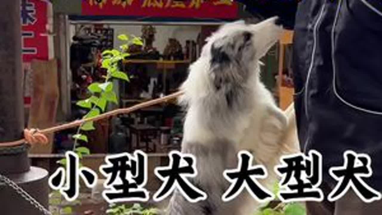 #狗市