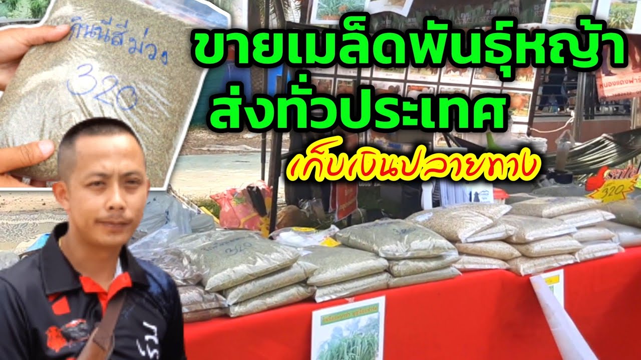 ขายเมล็ดพันธุ์หญ้าทุกชนิด ส่งทั่วประเทศ เก็บเงินปลายทาง จากบุญน้อมฟาร์ม 085-6384103