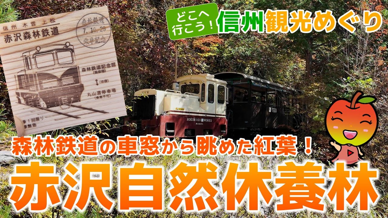 【長野観光　上松町】森林鉄道の車窓から眺めた紅葉！赤沢自然休養林