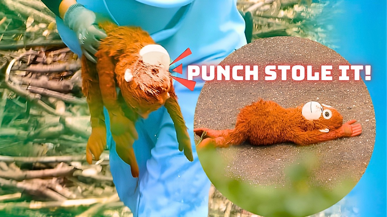 Punch Hid Mama Orangutan's Eyes in the Most IMPOSSIBLE Spot...