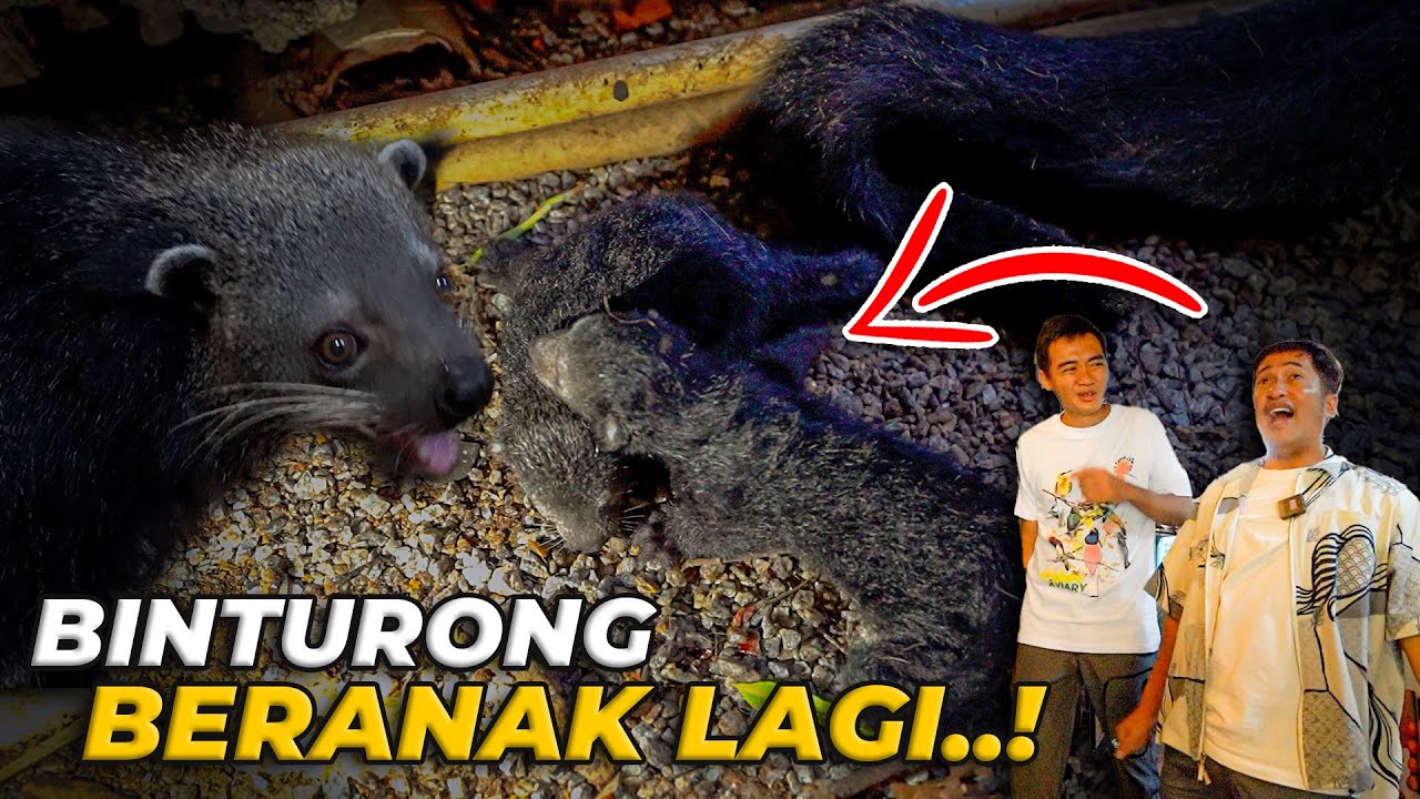 WAAH KECOLONGAN NIH..! TIBA TIBA BINTURONG UDAH BERANAK LAGI..!