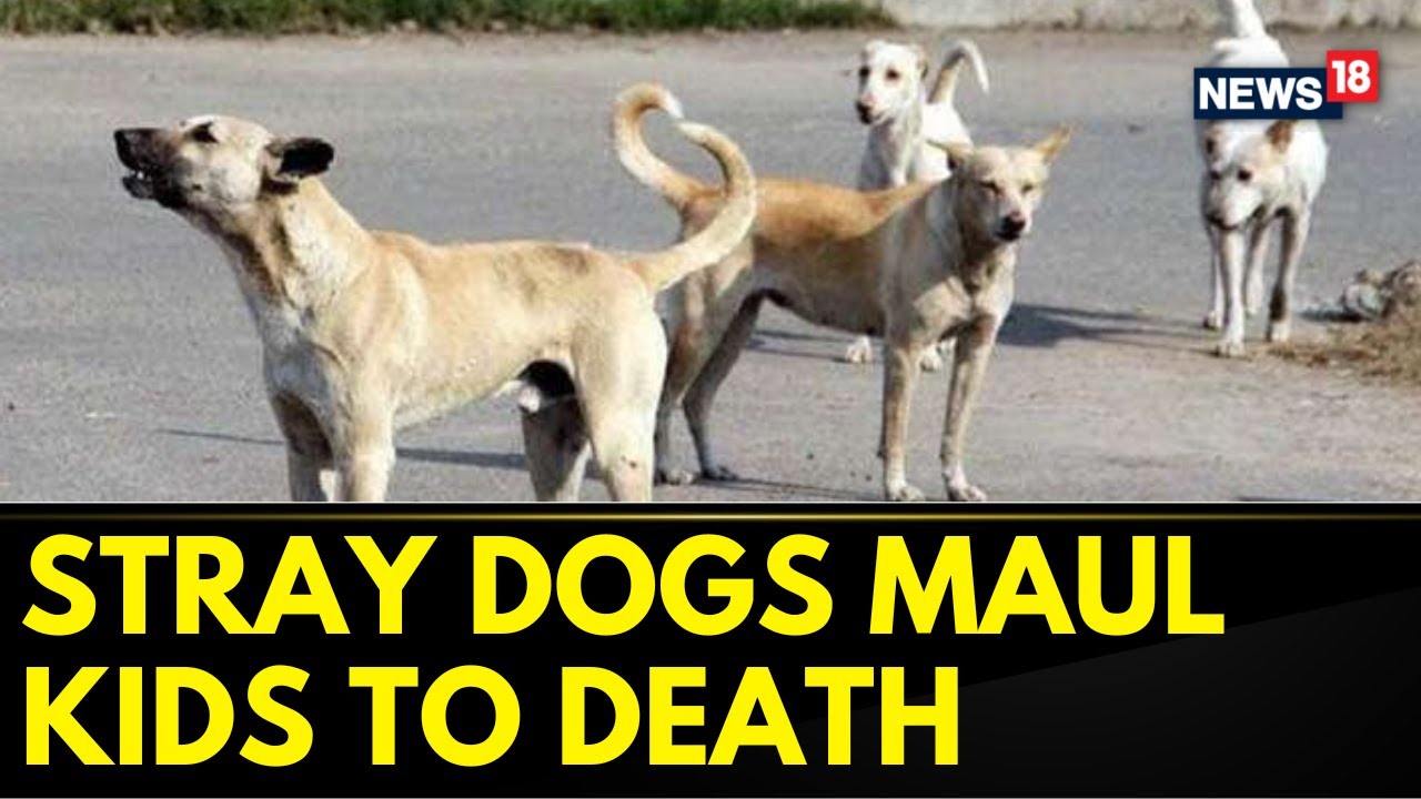Delhi News | Two Children Mauled To Death By Stray Dogs In Delhi's Vasant Kunj In Separate Incidents