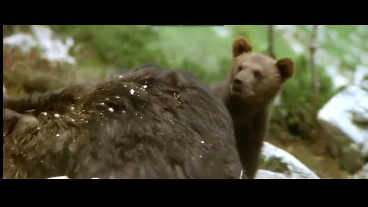 Bear Cub losses his mother by rock crushed to death (1988)
