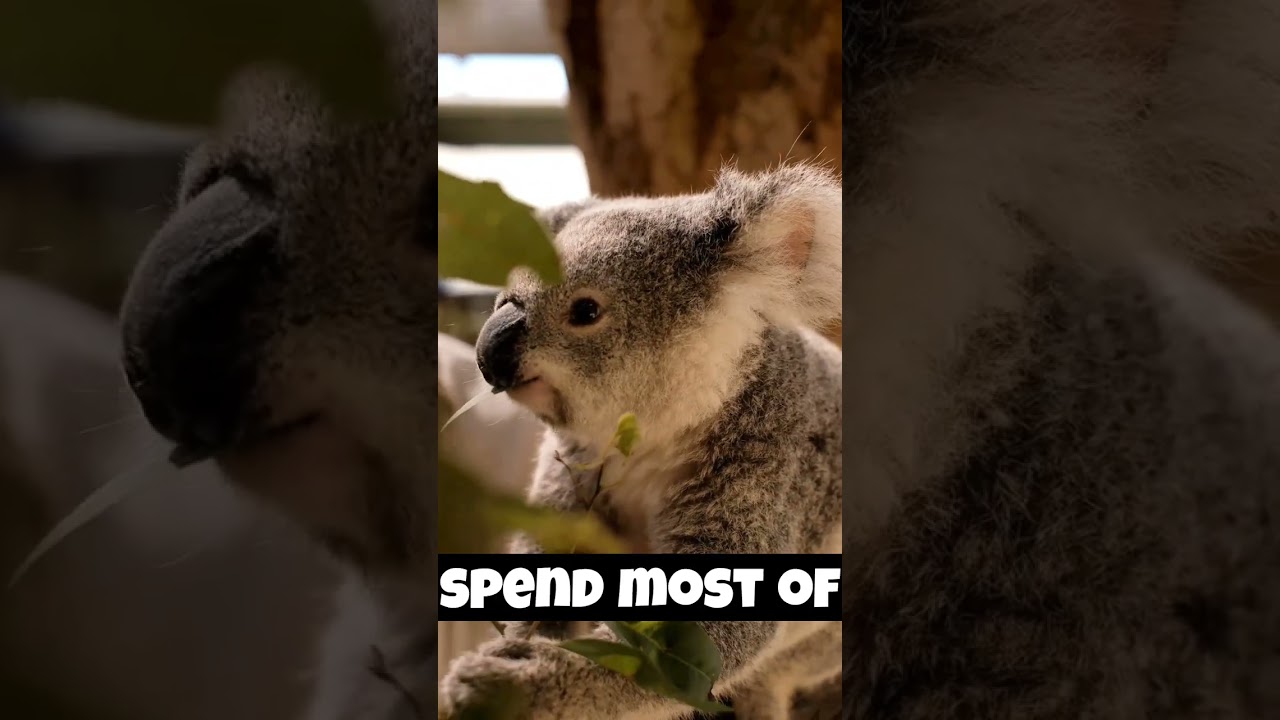 Top 5 Most Weakest and Vulnerable Animals in the World