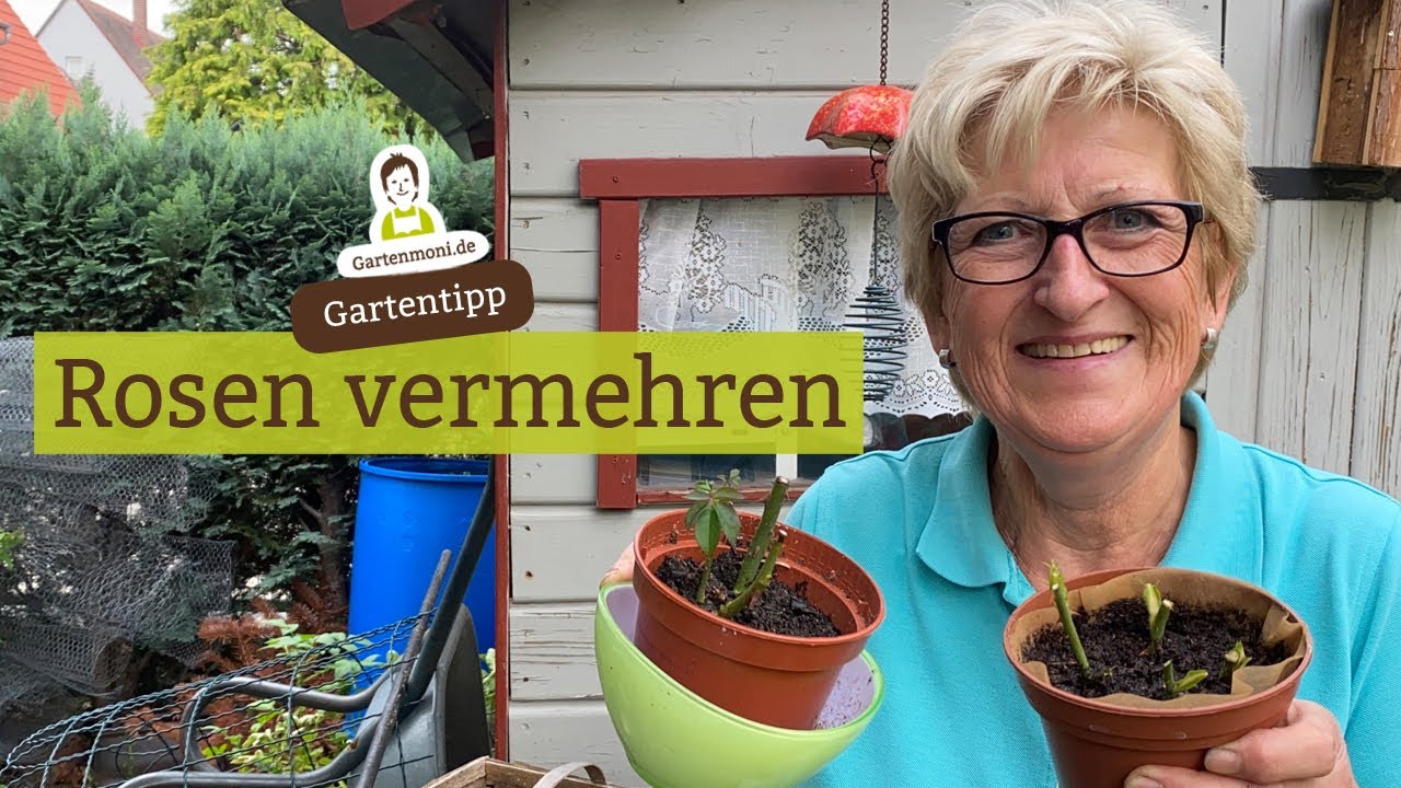 Rosen selber vermehren: Wie geht das? Stecklinge schneiden und einpflanzen