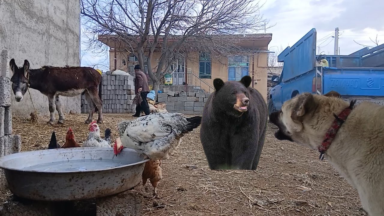 Nomadic life in village #A battle between a sheep dog  and a wild bear #نبرد سگ گله باخرس وحشی