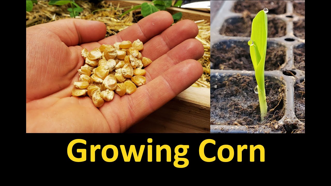 Growing Corn - Part 1 Planting and Germinating