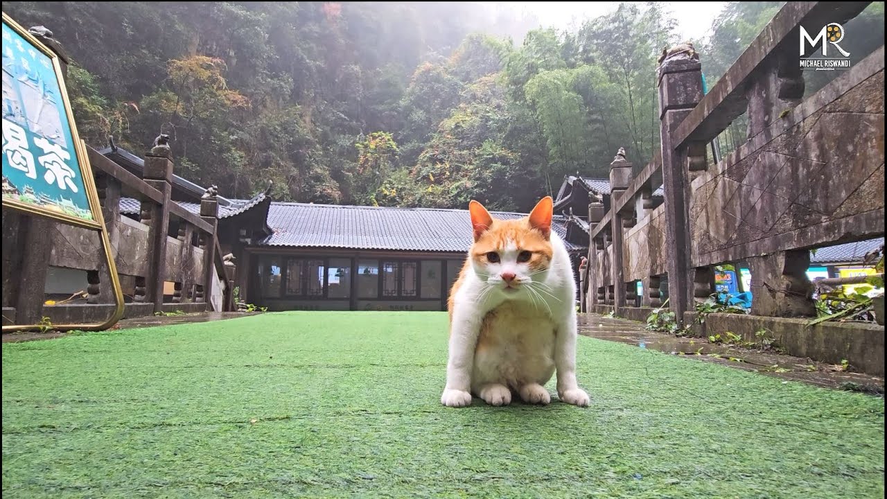 Baofeng Lake, Zhangjiajie Waterfall, Glass Bridge - Day 4 (China Trip 2024)