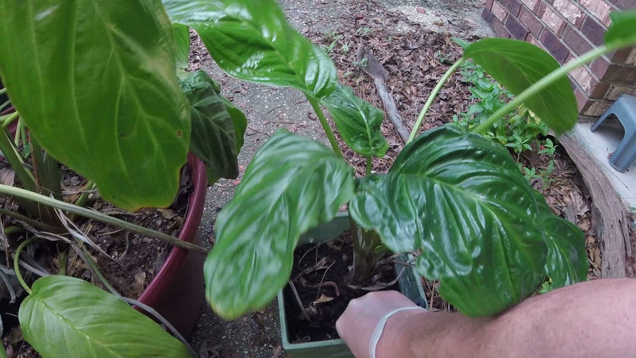 Re-potting root bound Bat plant