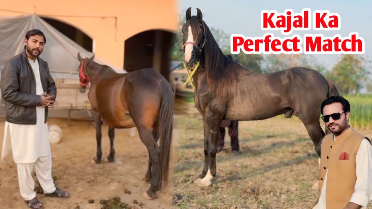Kajal ka Dulha Kajal Jesa || Perfect Match For Our Ghori Kajal