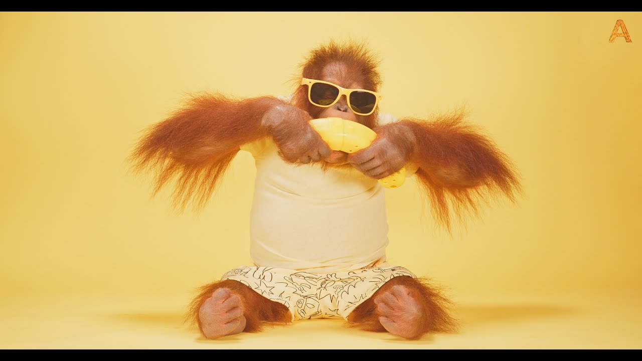Animalia - Benji goes Bananas
