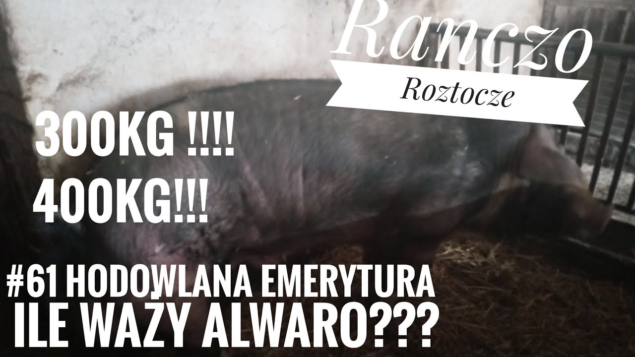 #61 Nowy nabytek 2022 w hodowli 🐷Trzoda chlewna🐷 Młode Knurki 🤠 Czerwona strefa ASF 😡😡😡