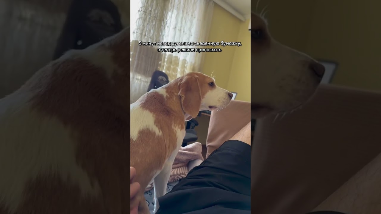 То ли нравится, то ли руки убрать нужно😅 #goldendog  #собака #luna