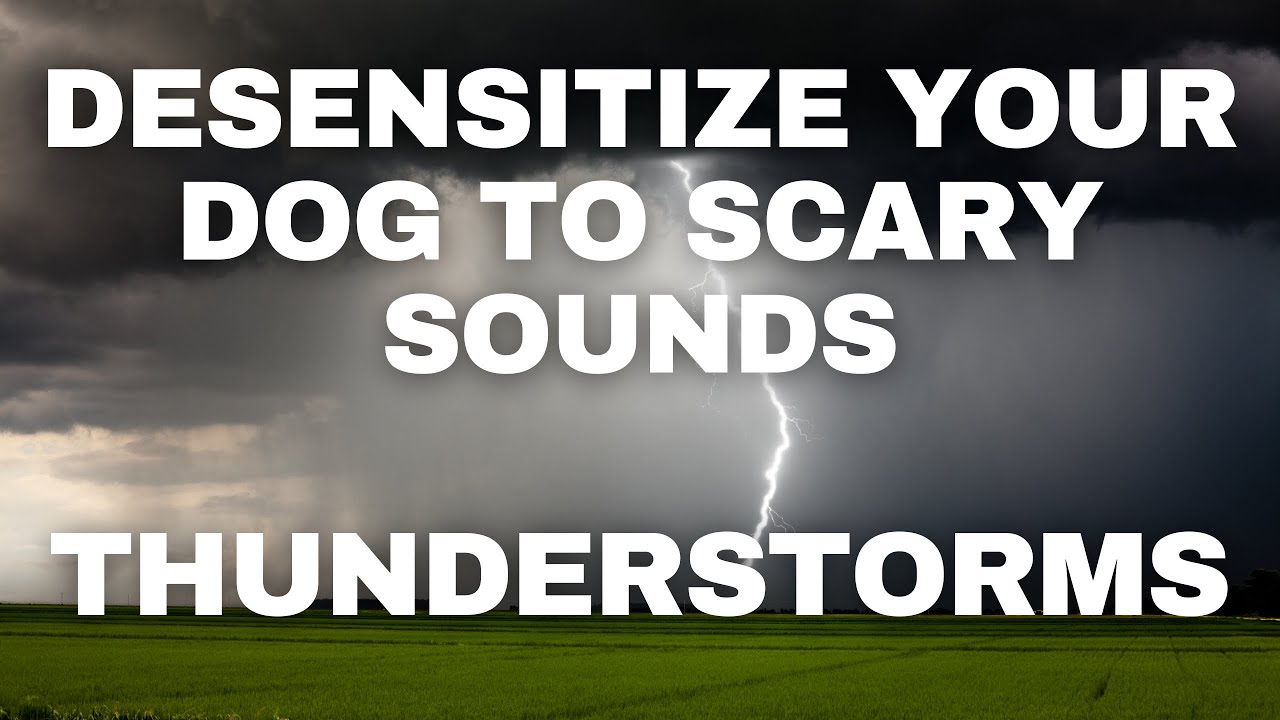 Dog Desensitization Sounds for Dogs & Puppies: Thunder