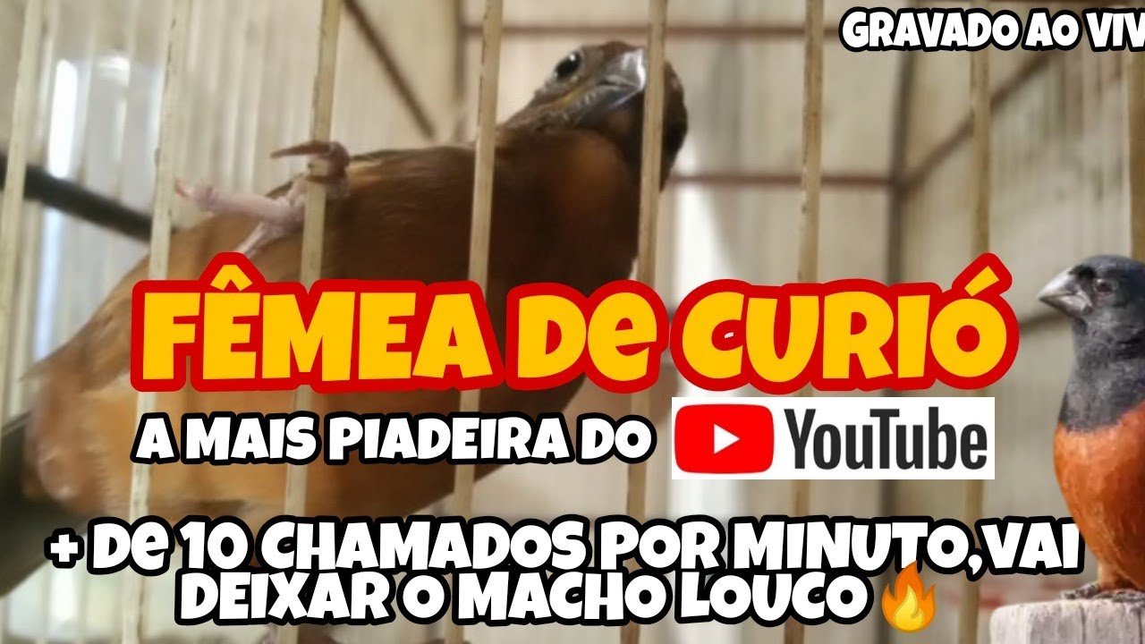 FÊMEA DE CURIÓ CHAMANDO MUITO - SEU CURIÓ VAI FICAR DOIDO,+de 10 CHAMADOS por MINUTO 👍🔥