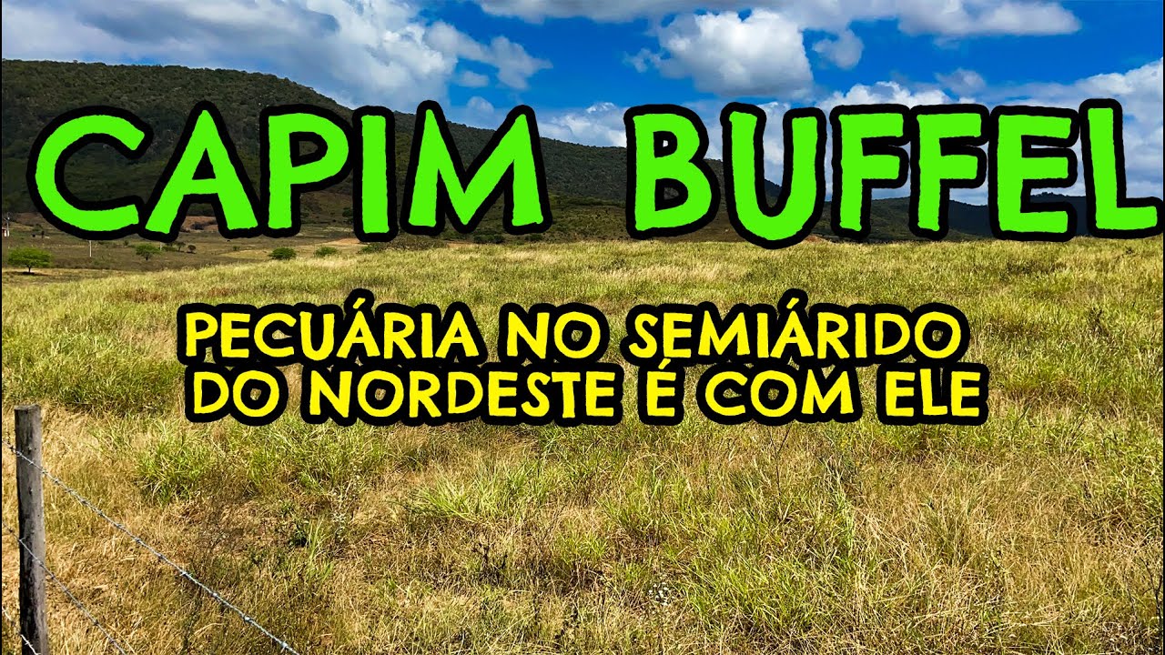 CAPIM BUFFEL | SE VOC&Ecirc; QUER CRIAR GADO NO SEMI&Aacute;RIDO NORDESTINO COME&Ccedil;E PLANTANDO ESSE CAPIM.