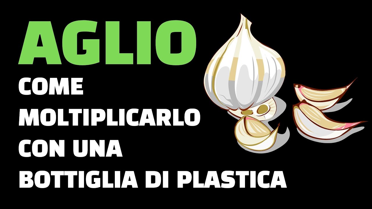 Come moltiplicare l'aglio con una bottiglia di plastica