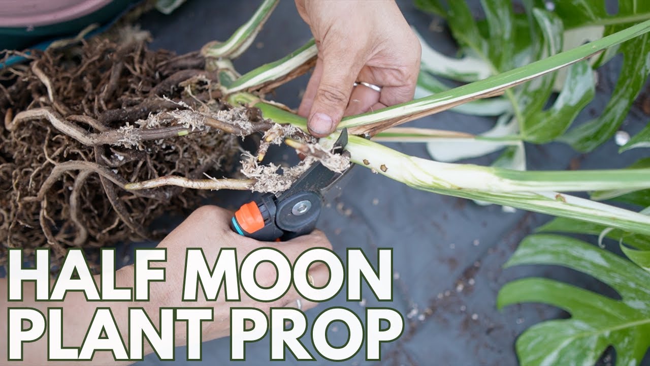 Срезаем полумесяц монстеры! 9 месяцев обновлений | Plant with Roos