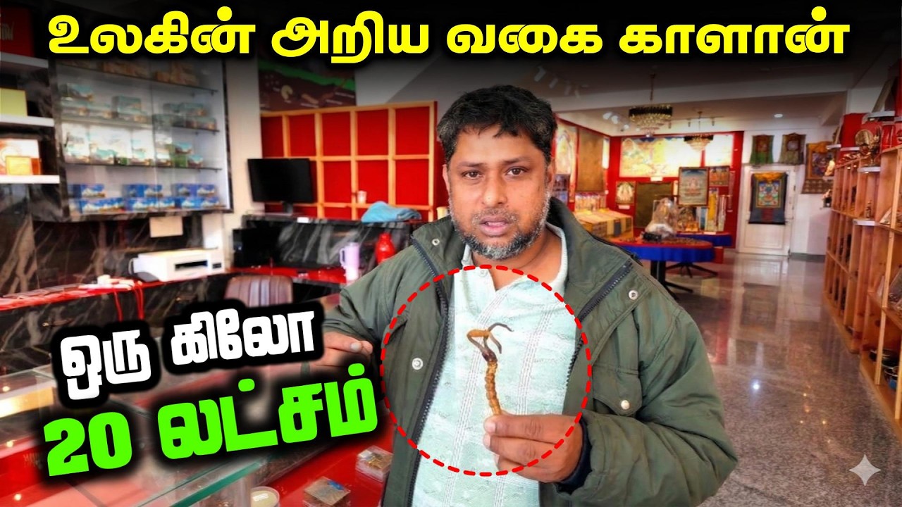 ஒரு கிலோ 20 லட்சம் | உலகின் அறிய வகை காளான்!