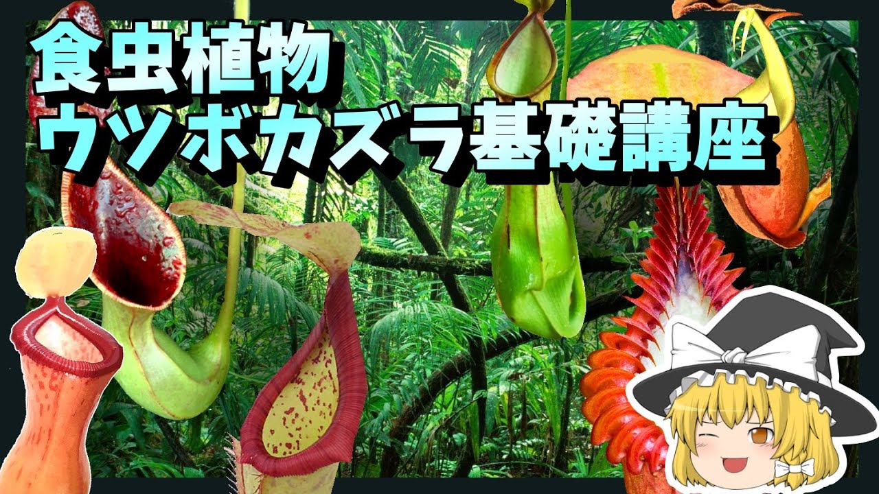 【食虫植物】ウツボカズラ基礎講座【ゆっくり解説・ネペンテス】